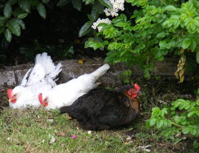 Hens in Garden